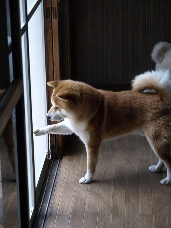 shibapic's tweet photo. 外はどんなんかなぁ https://t.co/Vihm1LHT #shiba