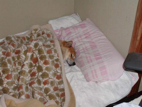 shibapic's tweet photo. 布団でおやすみなさい https://t.co/bUBpBkGS #shiba