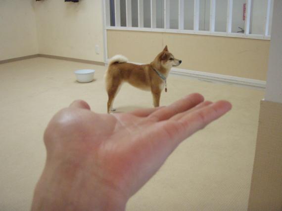 sibakkenn's tweet photo. 手乗り柴犬？ https://t.co/o646Q4XvdU #shiba