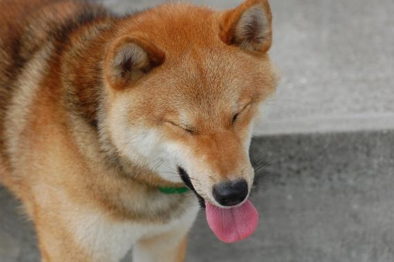 shibapic's tweet photo. (´-ω-｀) https://t.co/EIty1fgG #shiba