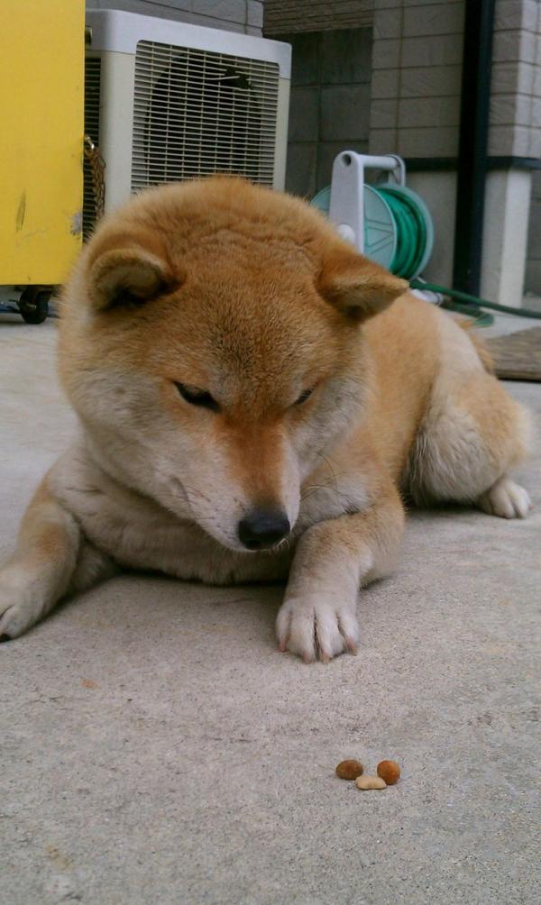 shibapic's tweet photo. 今日のご飯は少ない… https://t.co/ZRpy8feF #shiba