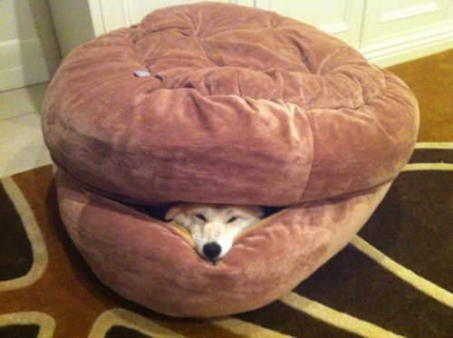 shibapic's tweet photo. ハンバーガー柴犬 https://t.co/V6gPDELl #shiba