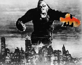 brian_syntax's tweet image. New York was amazing, however, I did get into some bother at the zoo!! Check out the photo!!