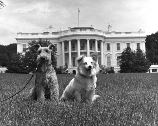 JFKLibraryFdn's tweet photo. It's Take Your Dog to Work Day!Here are two of many dogs that lived in the #Kennedy White House: #Pushinka and Charlie. http://t.co/TPXmSNlS