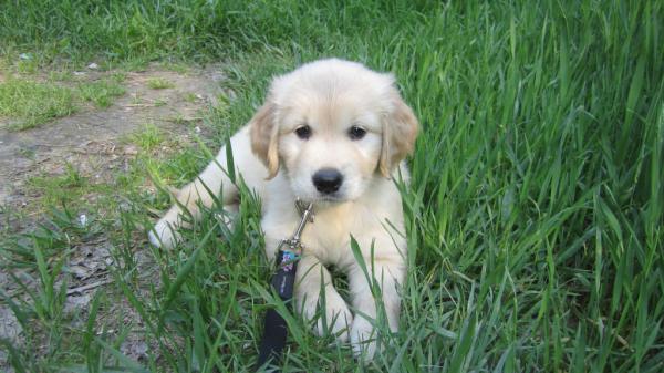 pet2net tweet picture