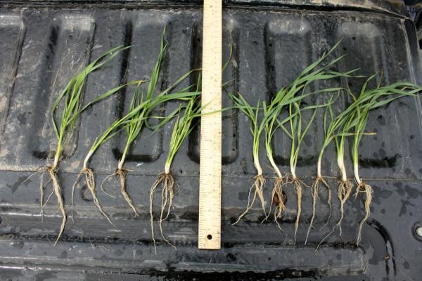 skagrobryan's tweet photo. #Cruisermaxx #Vibrance + #Proseed left & #Cruisermaxx Cereals + #Proseed right - #rootingpower. #westcdnag http://t.co/s3OufPha