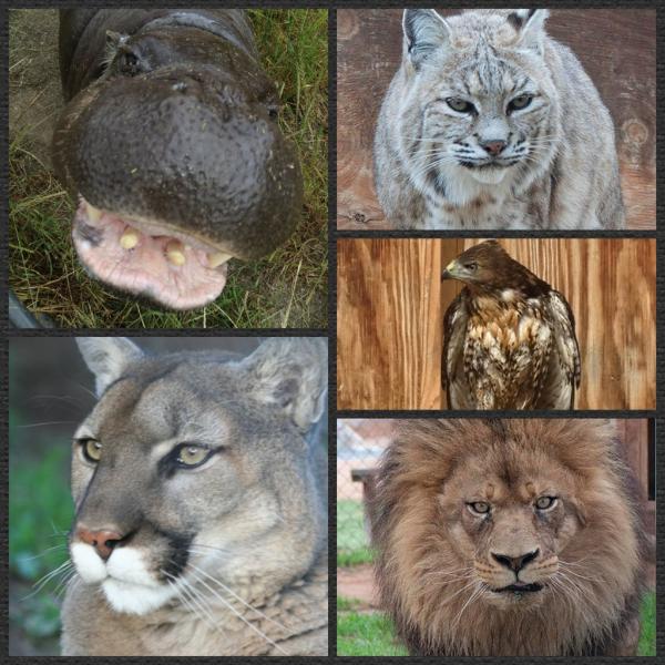 livinaloha06's tweet photo. It's so awesome to be able to spend time with these animals every week! http://t.co/W6rw65gr