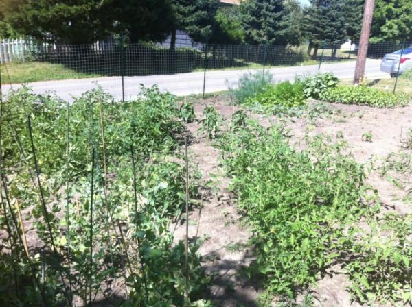 ConferenceNav's tweet image. I go away for a week and my garden explodes. I should just stay away from it altogether!