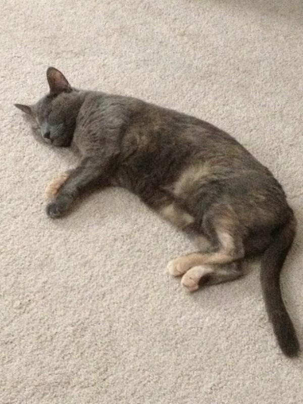 asteferak's tweet photo. This is how I felt today in this heat http://t.co/mxYgU6GR