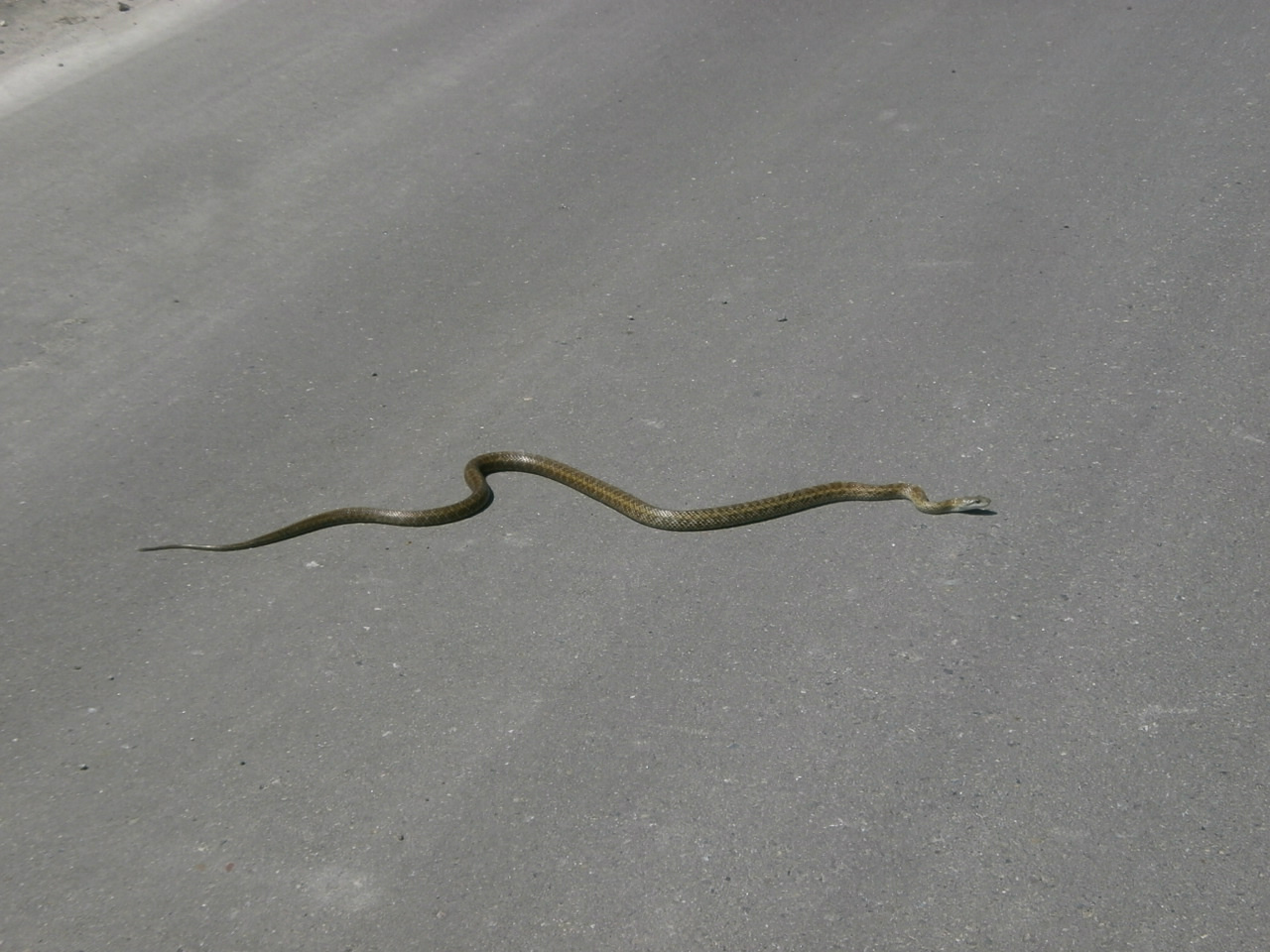 GakutaRobo on Twitter 