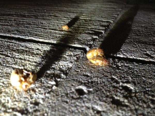 adam_donohue's tweet image. There are about 60 June bugs having sex in the parking lot #mallproblems #bugorgy