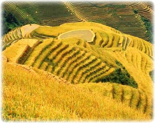 탄트라 tweet media