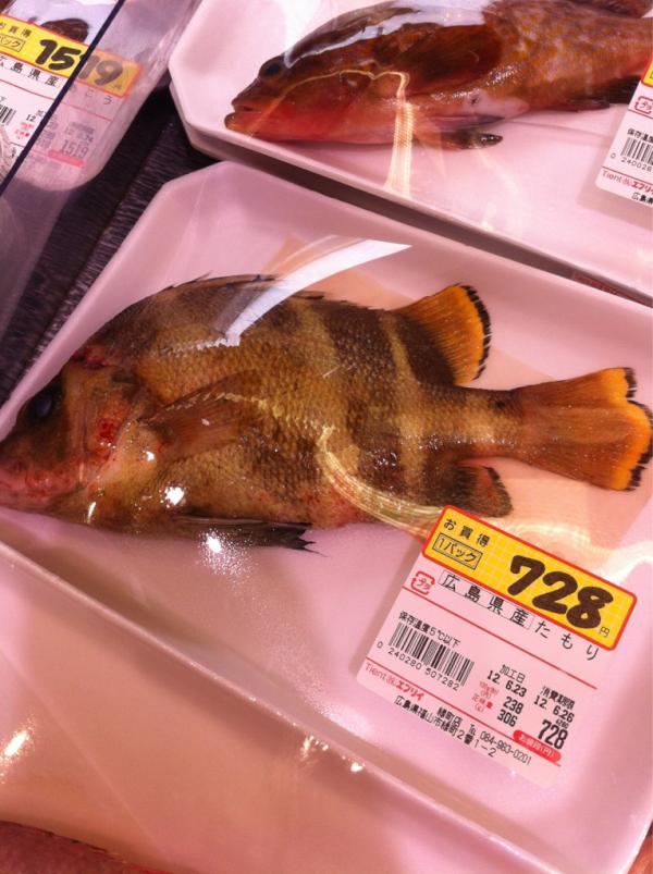 تويتر 酒井まろ على تويتر 広島には魚のタモリさんがいます そして 流石に高級魚 Http T Co Vpts5nat