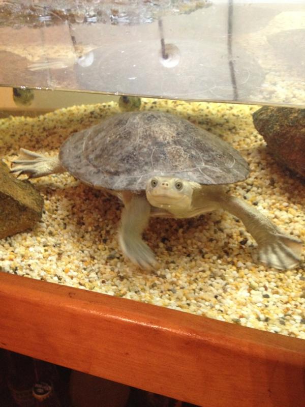 CamGale's tweet photo. Thomas the turtle. http://t.co/jcF4nOVi