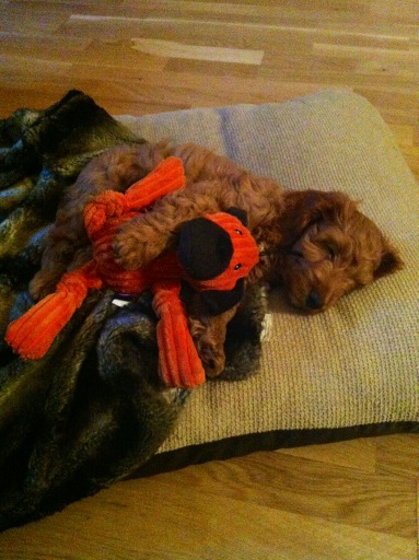 MiloTheCockapoo's tweet image. Here I am!! Sleephead. RT @SuperGymChick: Happiness. Here's  @MiloTheCockapoo tired from a hard day of playing.