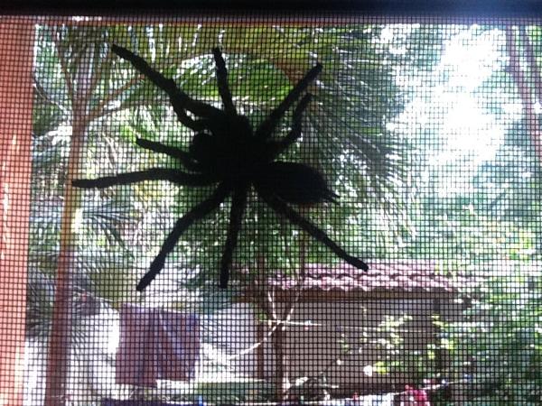 gavindaws's tweet photo. Get home. Come face to face with this... http://t.co/U93GXLX3