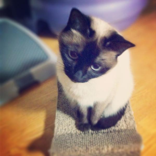 GURANNARU's tweet photo. 이동넨 많이 조용하구나 >_<*
간만에 시카사진 투척~^^ http://t.co/YZnsUd1o