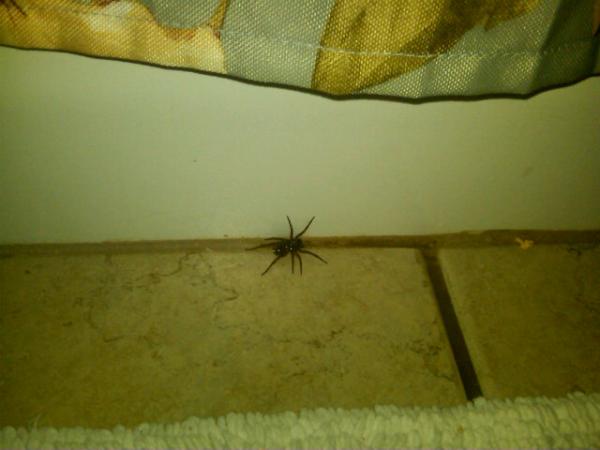 jillaspeight's tweet image. Found satan in my bathroom today. And he was pregnant......#notmessinaround