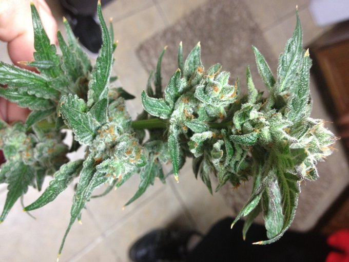 It's #laconfidential http://t.co/QcUYFCEp<a href="/tag/laconfidential"class="tags">#laconfidential</a>