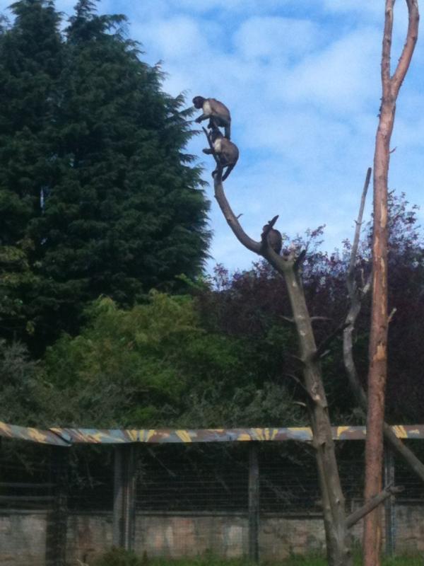 bilbobaggins2k's tweet image. It's not a #hatstack, but it's a #monkeystack
@WightHot