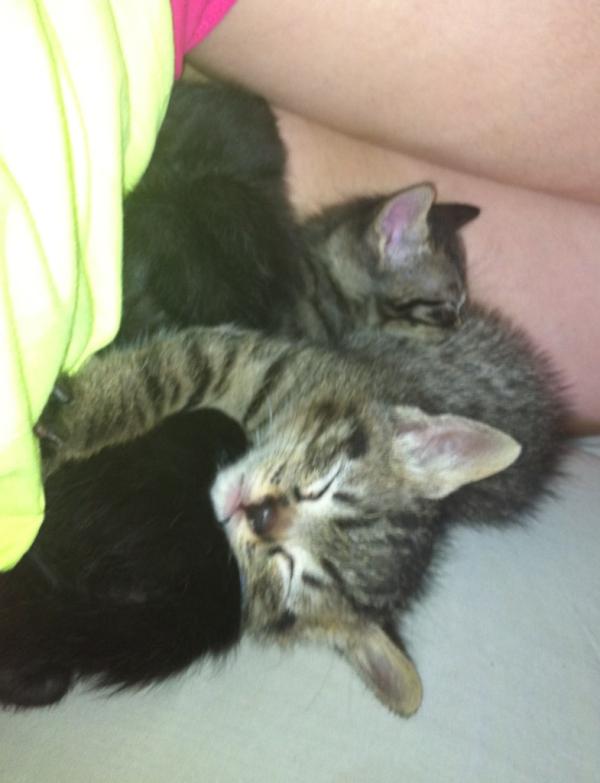 URGENT : donne petit chaton tigrer !