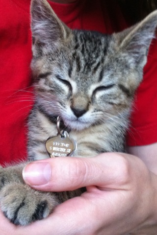 sarahmzim's tweet image. He's still so small but he's so much bigger than when we got him! #catvector