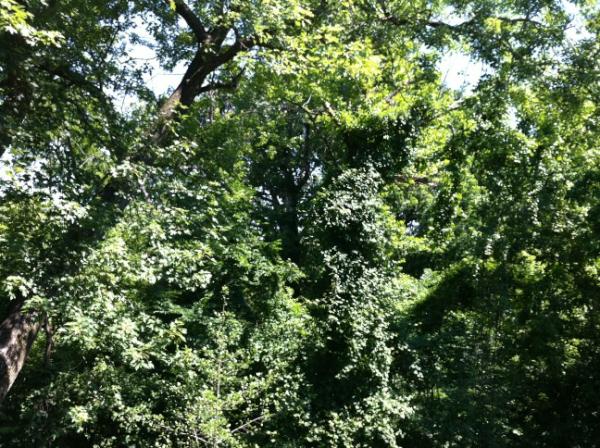 NY4P's tweet photo. Bright summer morning in Robert E. Park, Baltimore County, MD. http://t.co/AZOnZpRk