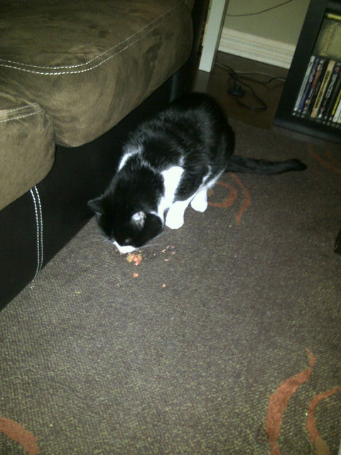 If one of your cats puke &amp; you're too lazy to clean it up... One of your other cats may vollenteer to<a href="/tag/smh"class="tags"><span>#smh</span></a>