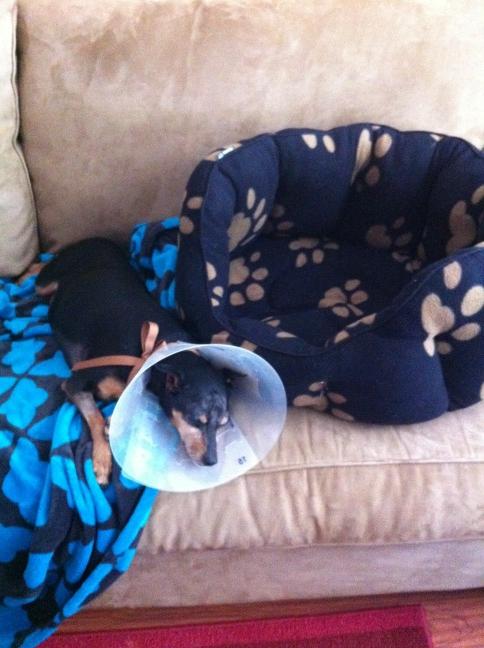 khollis321's tweet photo. Day 3 post-surgery. Comet is still hating the E-collar (cone), but loving the fact he's not blind anymore! http://t.co/oGLYTSeF