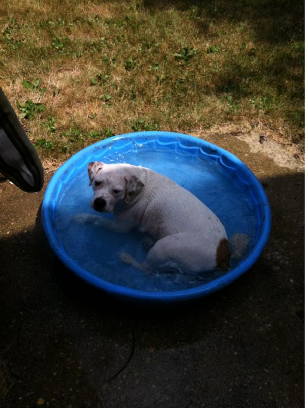 Lucy_Dog's tweet photo. swimming. http://t.co/P86goebu