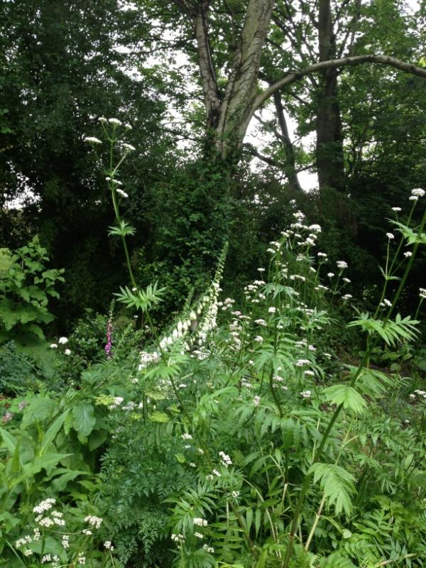 plantagogo's tweet photo. I love this little bit of heaven @cottesbrooke in the wild garden http://t.co/ReFRJFVB