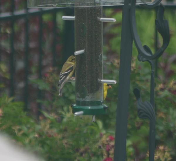 iammrsam's tweet photo. @janetyelplanety here you go Janet, fresh from a sighting this afternoon ... A cute couple. http://t.co/QWl7Q3PX