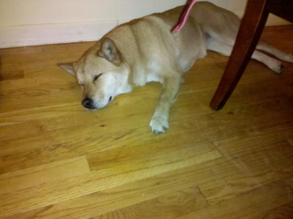 ddollzzang's tweet photo. 찐한 보드카 두잔에 발밑에 쫙 뻗어있는 강아지들 보면서 잠깐 맘이 설렜다. http://t.co/0K3p0MIf