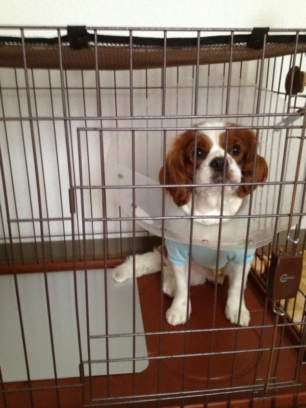 悪いことばかりするので
ついに投獄！！
反省しなさい！！