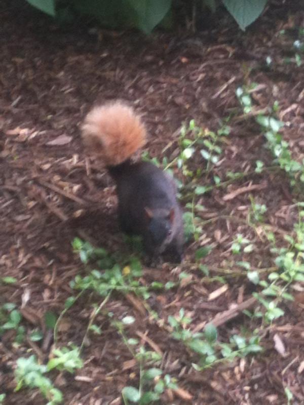 maxheiges's tweet photo. @mdwest4 @jordanakling @RobMitchelson @breezy1028 @GMers1 I know you've seen him... Open call 4 best pic of ths squirel http://t.co/uj1f1rcc