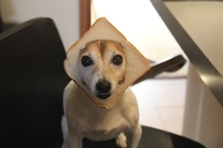 Hilary_Barry's tweet photo. Does this dog look inbred? http://t.co/fW8KOklN