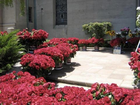 venice208's tweet photo. The 10,000 roses have arrived at Forest Lawn for Michael. RIP Michael Jackson http://t.co/mted3biE