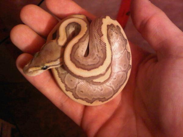 Snake_Queen's tweet image. “@RickysReptiles: This Butter/Pinstripe is my favorite so far #BallPythonBabies http://t.co/6U4YEG12” might be a new favorite too