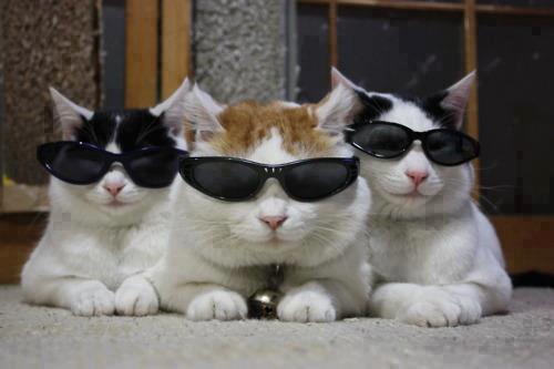 BROOONation's tweet image. Men in Black (Cat version)..!!! :P :P