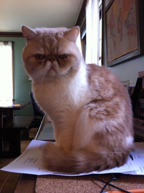 gorbypuff's tweet photo. They're almost gone! #infinitenaps http://t.co/zfnQpMeL