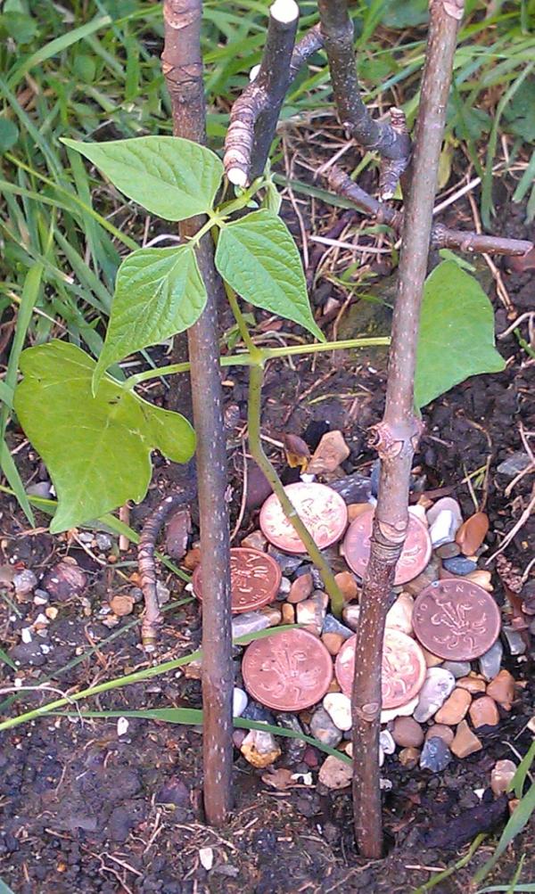 PlanetBloom's tweet image. Royal Protection In The Garden: