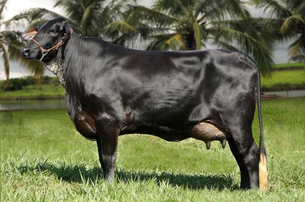 Girolando Muquém adquiri  mais uma doadora, NANI FIV DONA MINERVA (1/2)