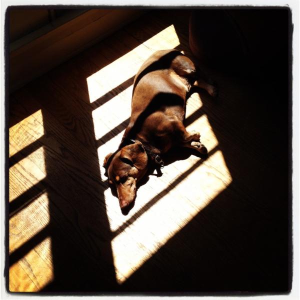 wienerdogwisdom's tweet photo. A wiener study of light and shadow http://t.co/nUU2gSkx