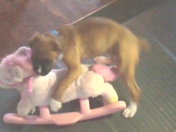 choco_tazha's tweet photo. @dmccray09 @Kellee_Lynn look at my moms puppy bein triflin http://t.co/CPXFrEFV