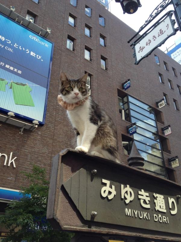 銀座の看板で猫が寝ているのは猫おじさんによる愉快犯だが何度警官に絞られても懲りないらしい 原宿 表参道 Jp
