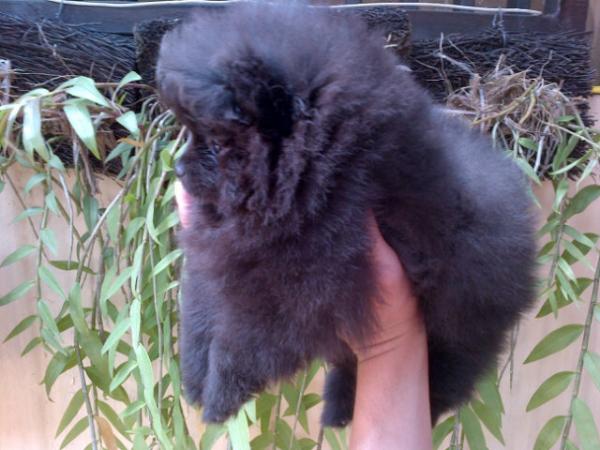 Billy_MiniPom tweet picture