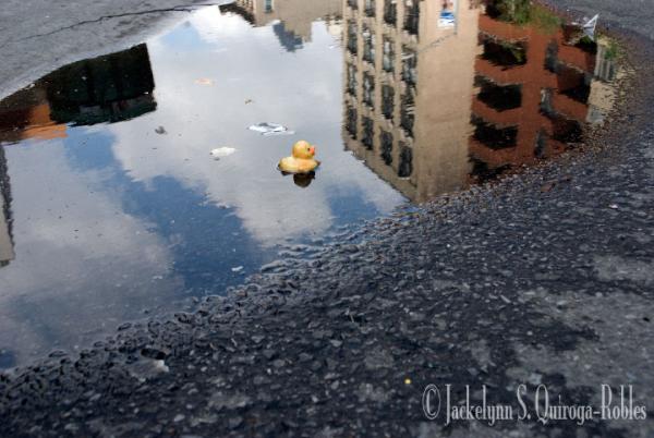 Saucy_Images's tweet photo. Where urban duckies dwell http://t.co/v6UO3o75