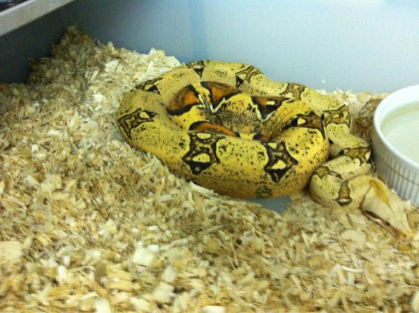 LegendBoas tweet picture