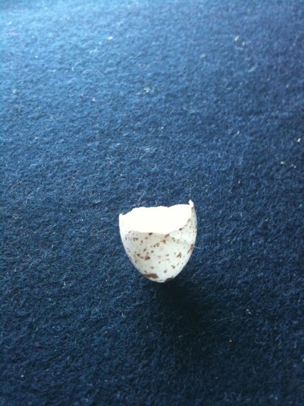 Las golondrinas están criando.