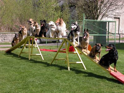 Això si q és tenir ben ensinistrats als gossos
#cursensinistrament #cursoadiestramiento
932851128 caninacat.org